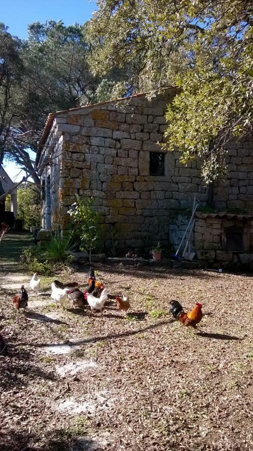 Agriturismo La Vigna Tempio Pausania Ngoại thất bức ảnh
